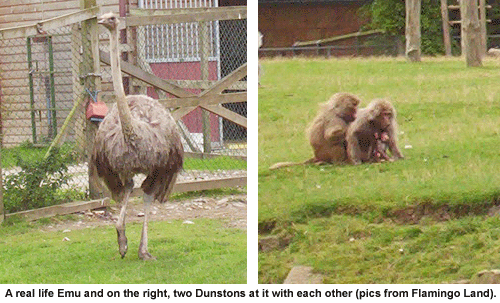 Real life Emu and two Dunstons.